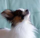 Щеночки чистокровные Папильоны