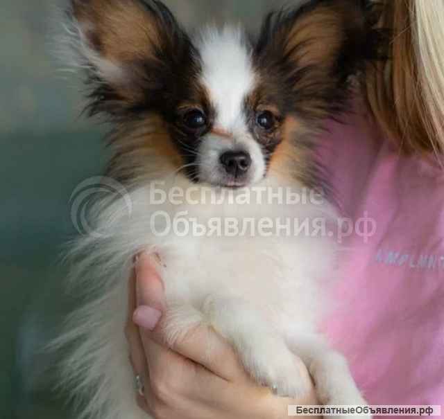 Щеночки чистокровные Папильоны