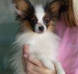 Щеночки чистокровные Папильоны