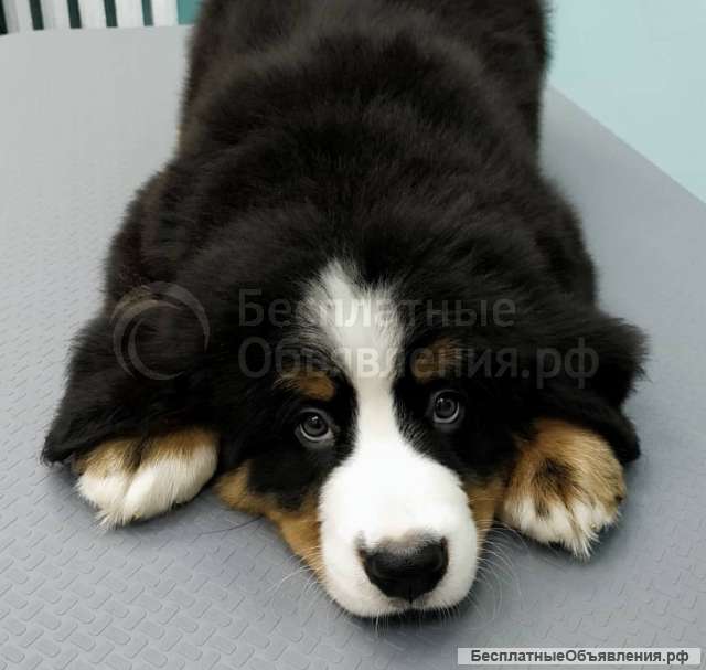 Чистокровные бернский зенненхунд девочки и мальчики