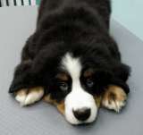 Чистокровные бернский зенненхунд девочки и мальчики