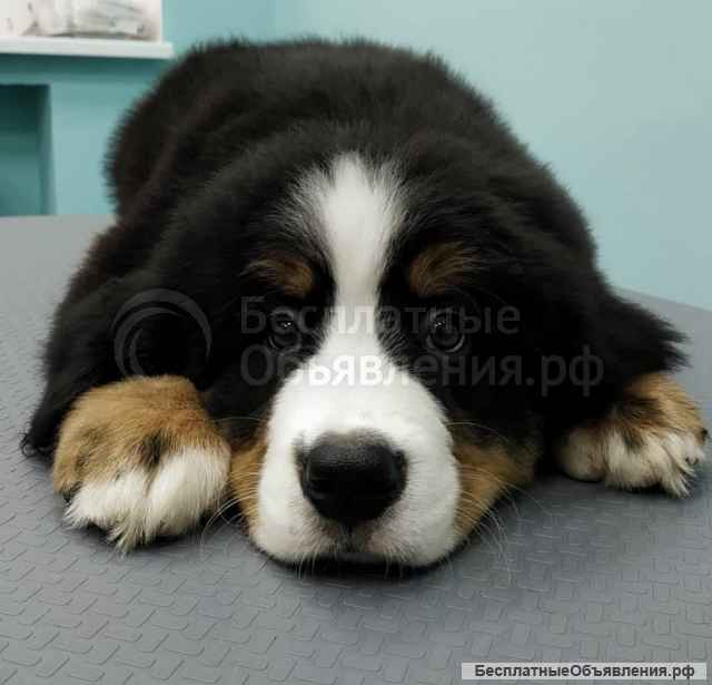 Чистокровные бернский зенненхунд девочки и мальчики