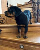 Щеночки очень красивые Ротвейлеры