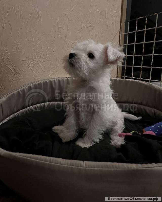 Щеночки Цвергшнауцер девочки и мальчики