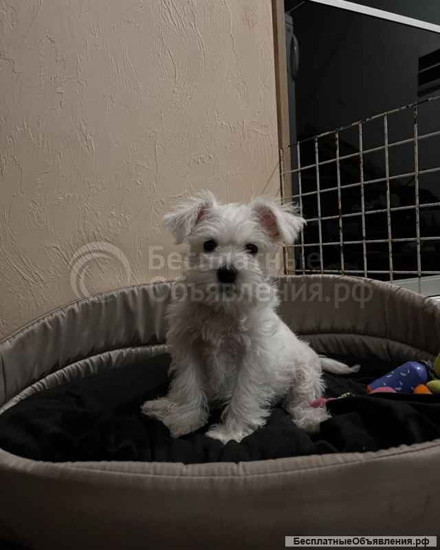 Щеночки Цвергшнауцер девочки и мальчики