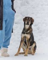 Отличный охранник, молодой пес Платон, метис ретривера в добрые руки