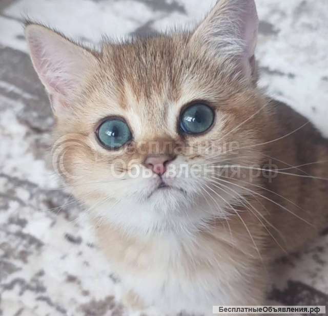 Кошки шотландская вислоухая и прямоухая кошка