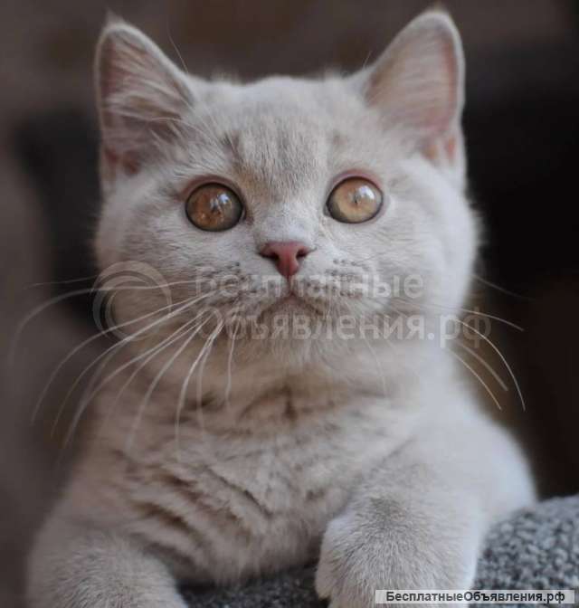 Котята Британской кошки очень красивые