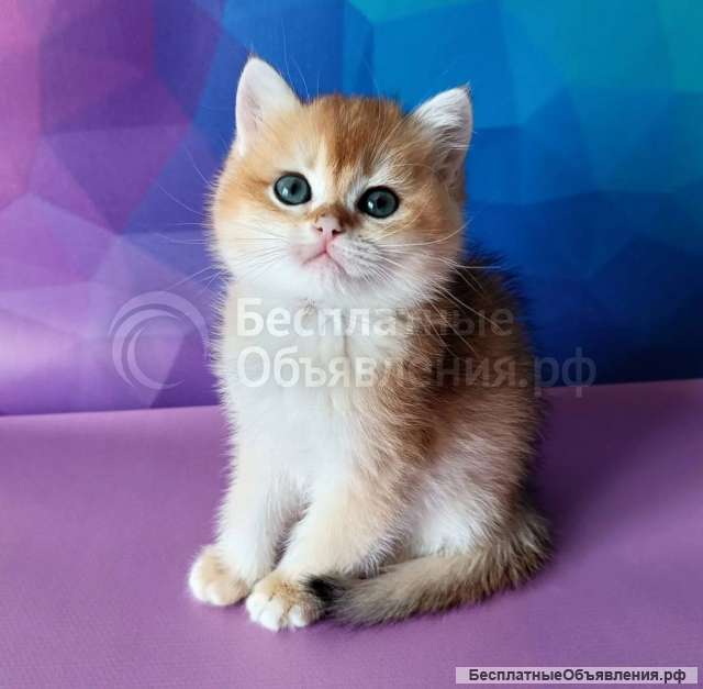 Котята Британской кошки очень красивые