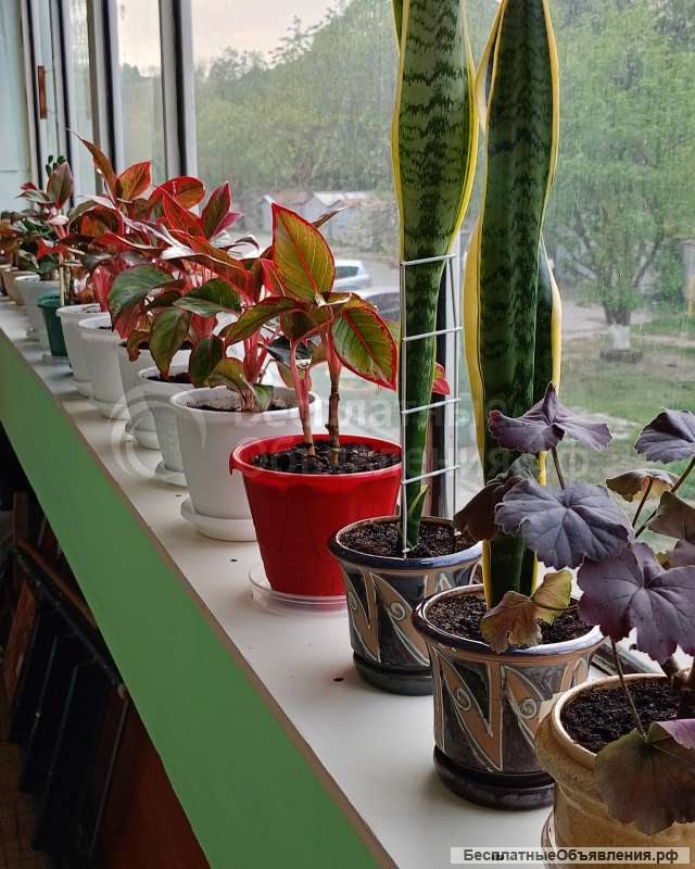 Комнатные цветы