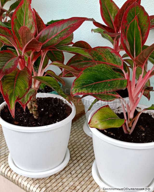 Комнатные цветы