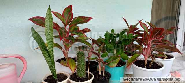 Комнатные цветы