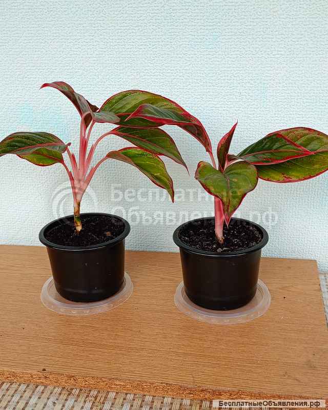 Комнатные цветы