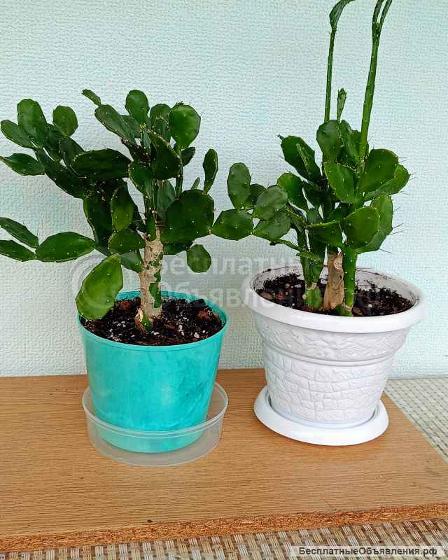 Комнатные цветы