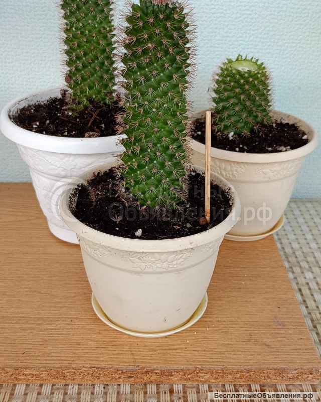 Комнатные цветы