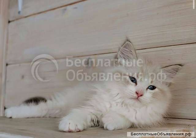 Котята породы невская маскарадная