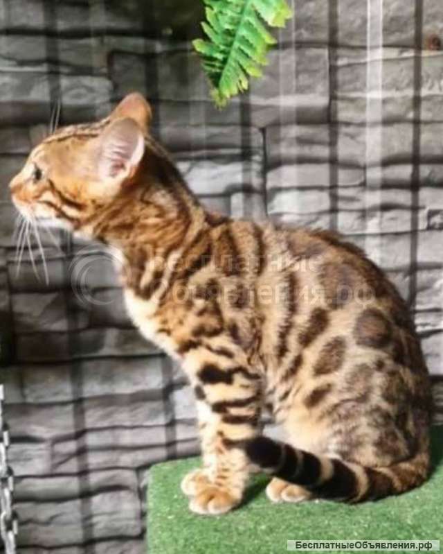 Котята Бенгалы очень красивые и умные