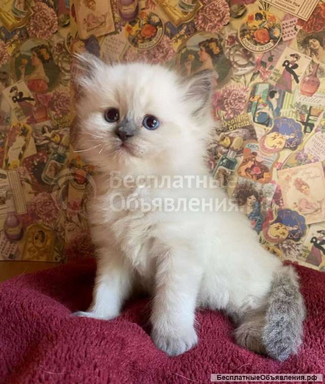 Очень красивые котята Рэгдолл (девочка и мальчики)