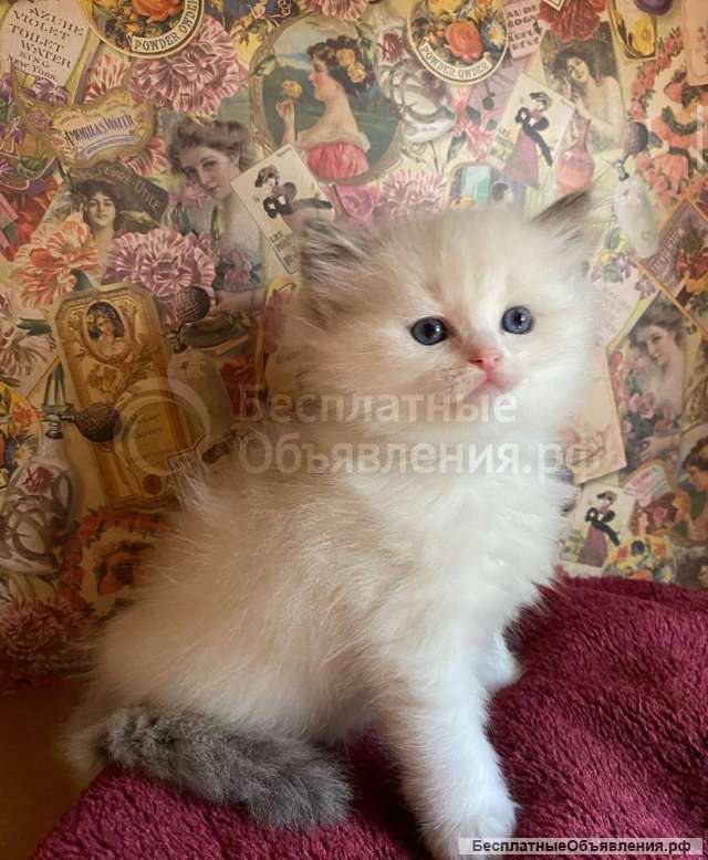 Очень красивые котята Рэгдолл (девочка и мальчики)