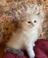Очень красивые котята Рэгдолл (девочка и мальчики)