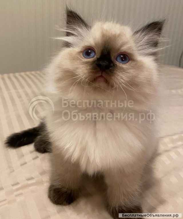 Очень красивые котята Рэгдолл (девочка и мальчики)