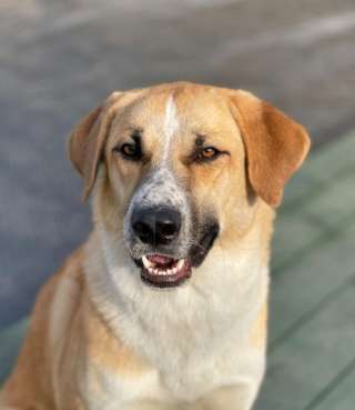 Ваш самый лучший компаньон, молодая собака Дана в добрые руки