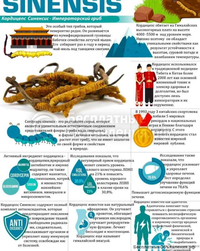 Кордицепс китайский