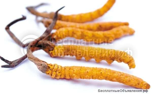 Кордицепс китайский