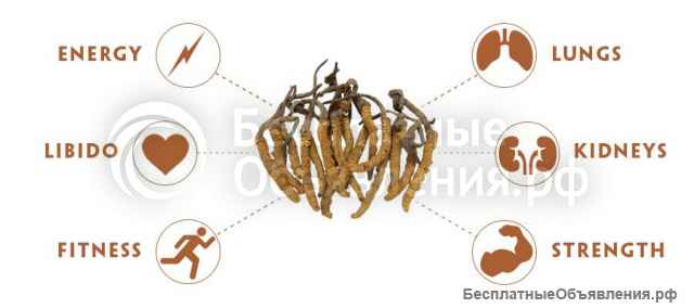 Кордицепс китайский