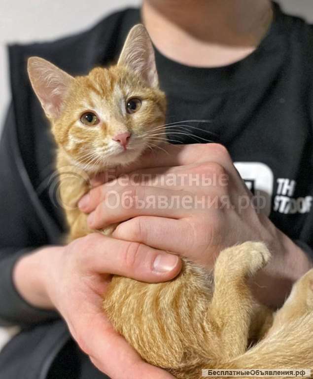 Солнечные котята-малыши Лайм и Мандарин в добрые руки