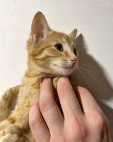 Солнечные котята-малыши Лайм и Мандарин в добрые руки