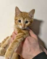 Солнечные котята-малыши Лайм и Мандарин в добрые руки