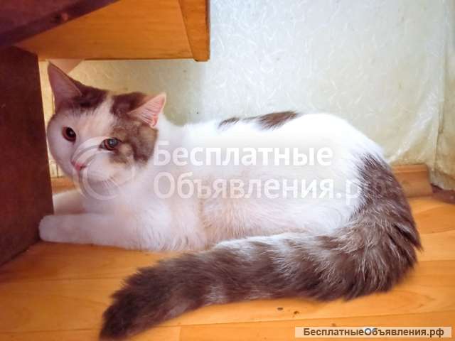 Котик-инвалид ищет хозяев