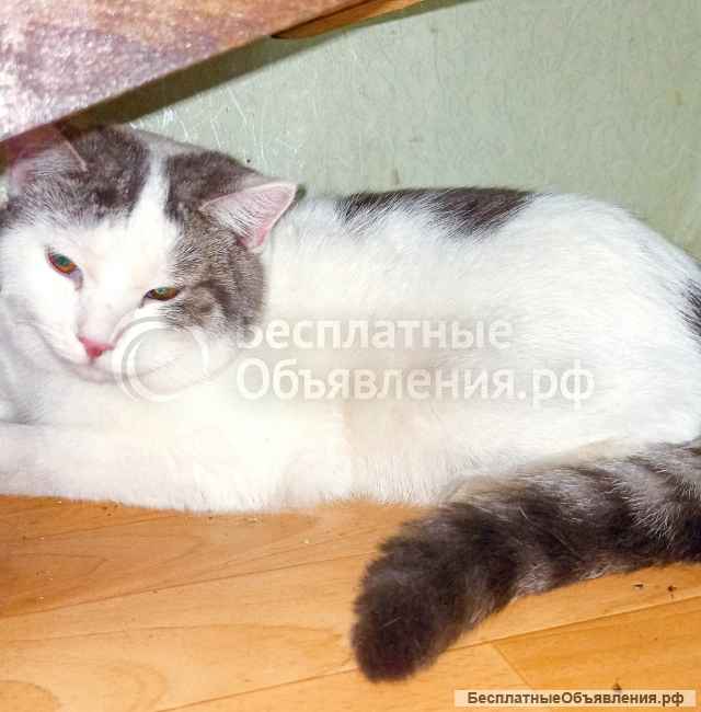 Котик-инвалид ищет хозяев