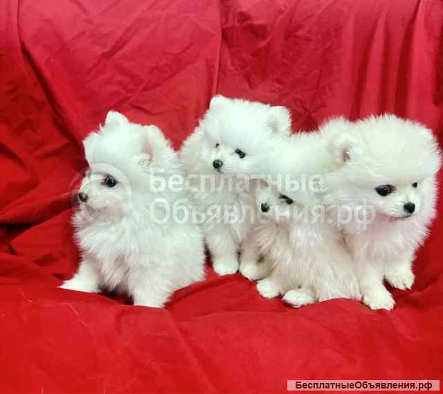 Померанский Шпиц