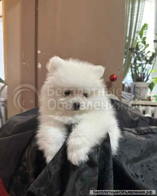 Померанский Шпиц