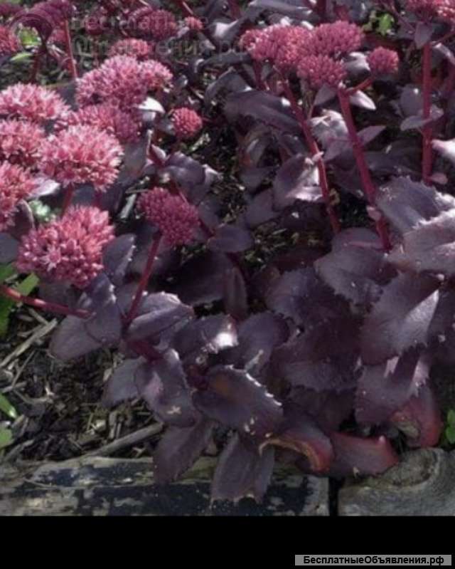 Очитки седумы