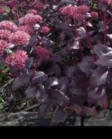 Очитки седумы