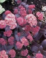 Очитки седумы