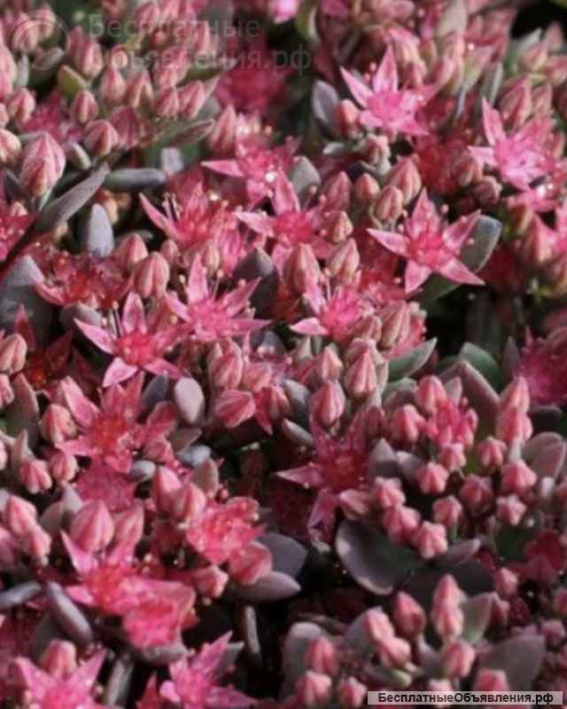 Очитки седумы