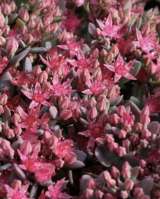 Очитки седумы