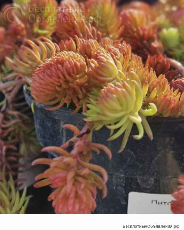 Очитки седумы