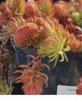 Очитки седумы