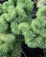 Очитки седумы