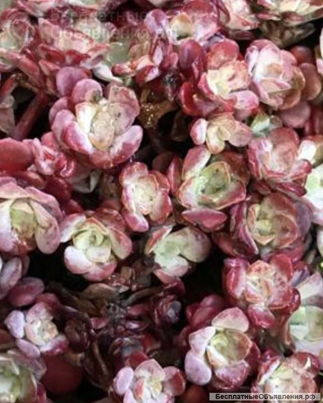 Седумы почвопокровные