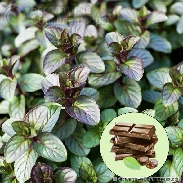 Мята сортовая 30 сортов, ароматная, вкусная, беспроблемная в уходе
