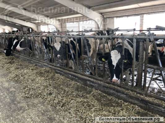 Ограждение кормового стола ("Хэдлок")