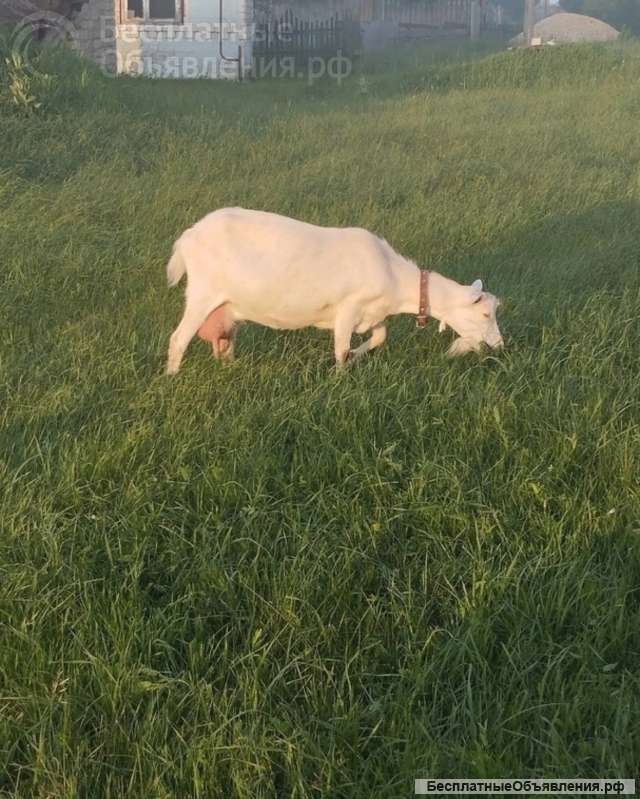 Козье молоко