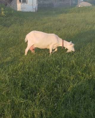 Козье молоко