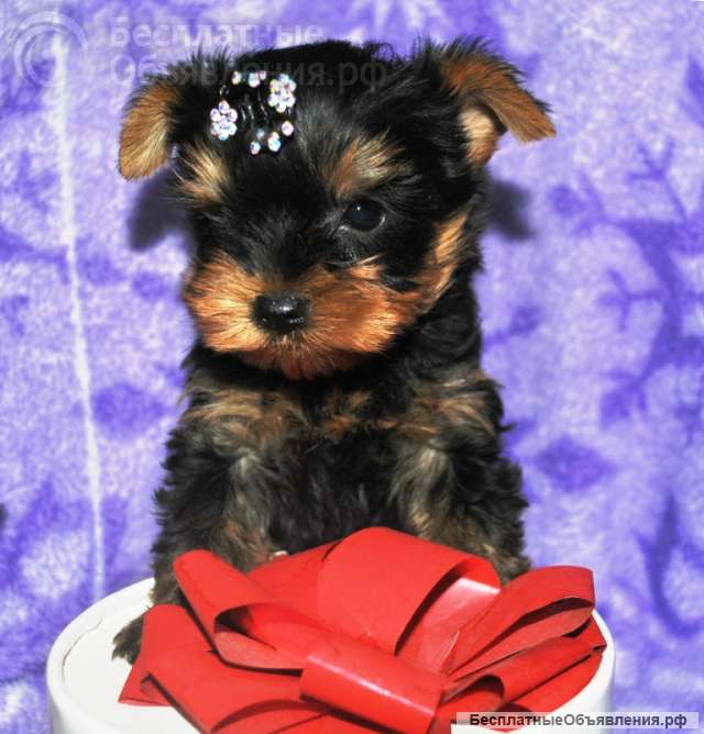 Йорка мальчик